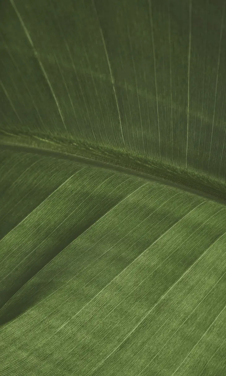 Close-up of a green leaf texture
