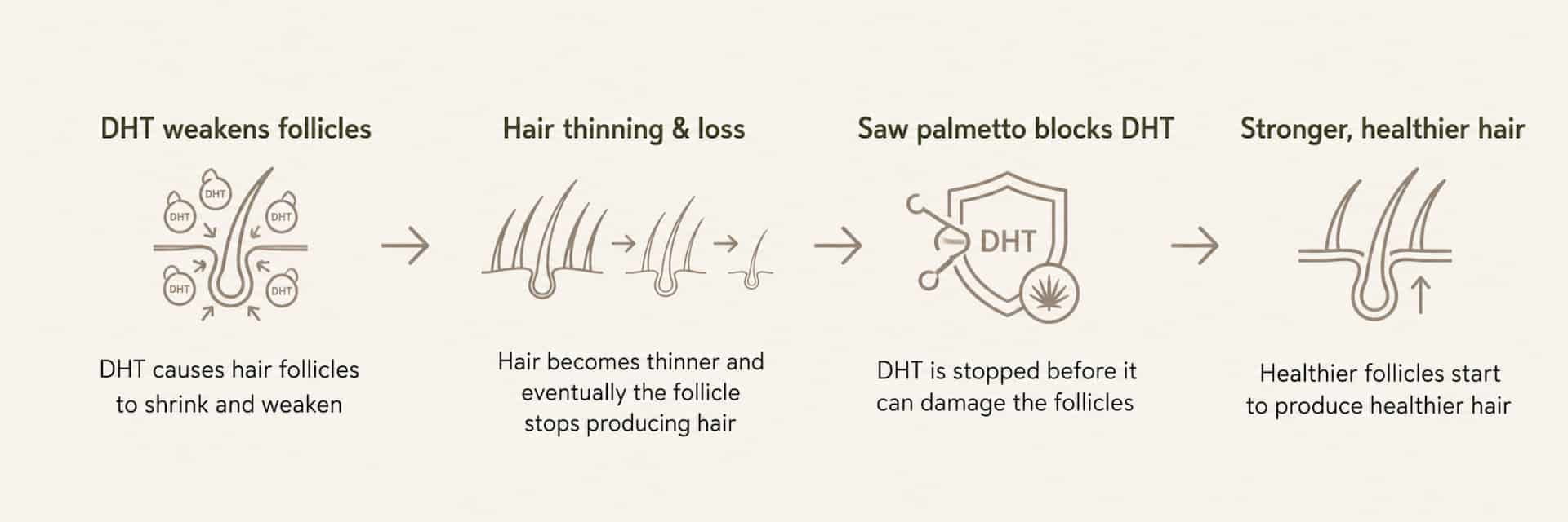 How saw palmetto blocks DHT and helps to reduce hair loss, explained visually through four stages.